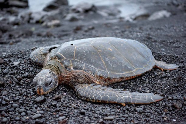 istock Sea Turtle at Black Sand Beach, Hawaii, USA 1142785239