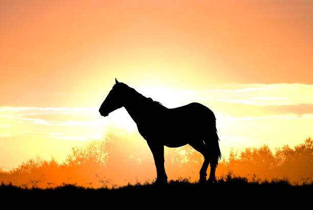 istock horse silhouette on a sunset 1142785658