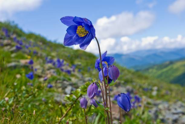 istock beautiful violet flower on mountain slope 1142785719