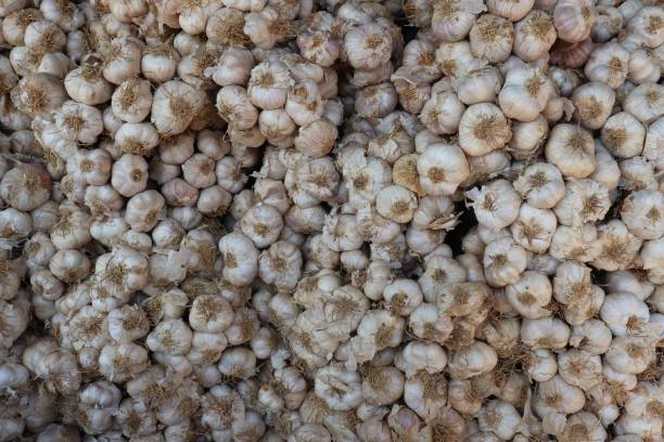 istock group of dried garlic background 1142786511