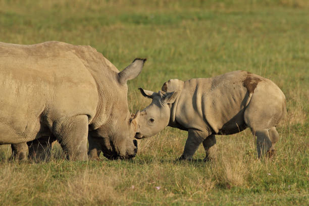 istock White rhino mom and calf 1142788060