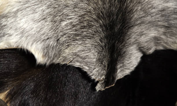 istock Goat skins fur 1142788561