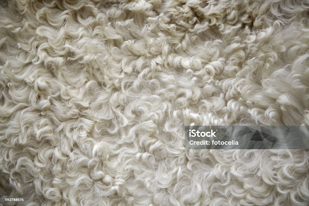 Sheep Texture Guide Sheep Wool Texture Stock Photo - Download Image Now - Animal, Animal ...