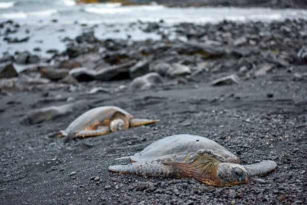 istock Sea Turtle at Black Sand Beach, Hawaii, USA 1142788601