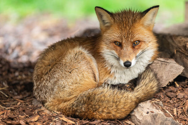 volpe - animal mammal outdoors red fox foto e immagini stock