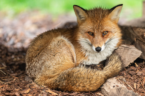 Red fox angry