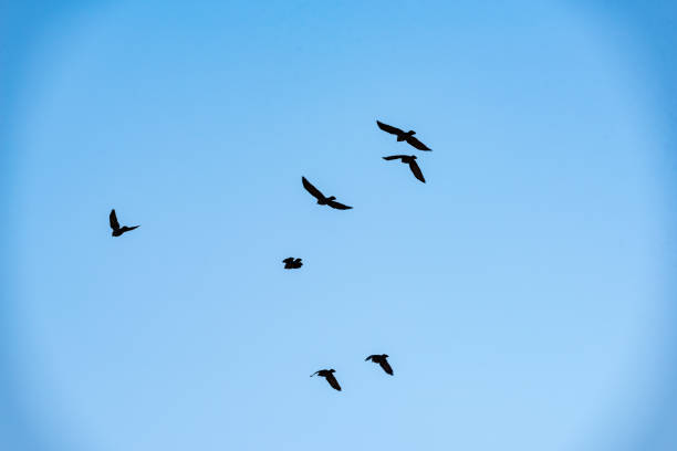 a pack of jackdaws in a tree with blue sky in sweden april 2019