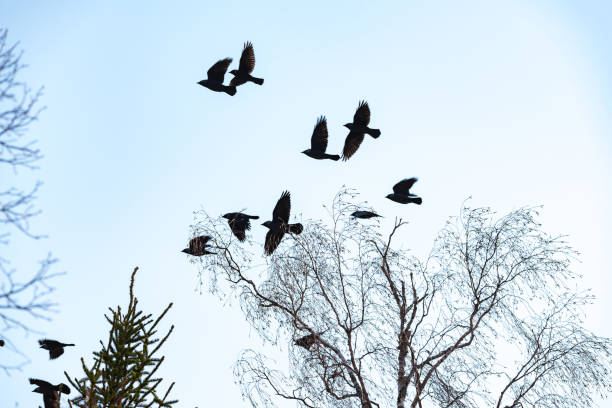 istock a pack of jackdaws in a tree with blue sky 1142790876
