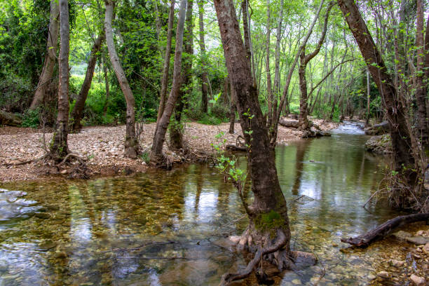 istock River flowing between stones and trees in green foliage 1142791642
