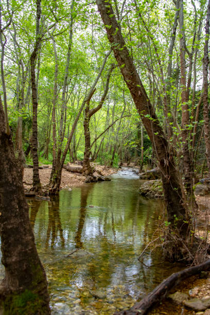 istock River flowing between stones and trees in green foliage 1142791646