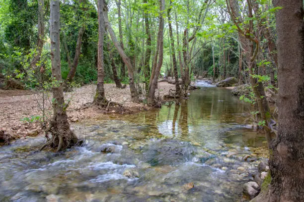 River flowing between stones and trees in green foliage. Landscape