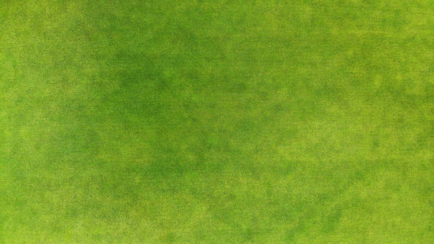 istock Aerial. Green grass texture background. Top view. 1142791925