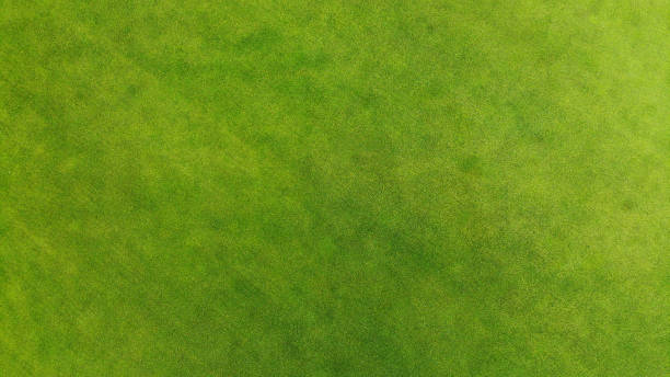 istock Aerial. Green grass texture background. Top view. 1142791930