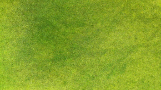 istock Aerial. Green grass texture background. Top view. 1142791938