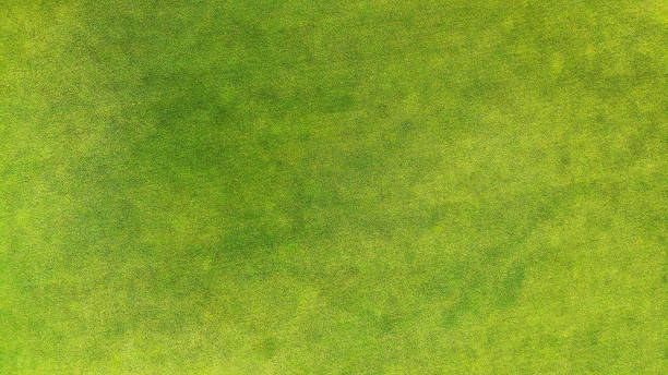 antenn. grönt gräs textur bakgrund. topp-vy. - ukraine grass bildbanksfoton och bilder