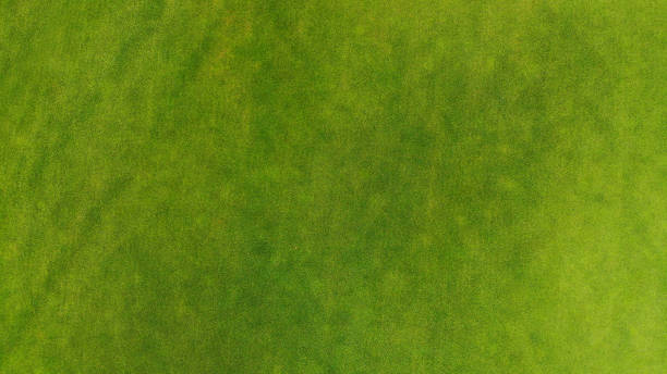 istock Aerial. Green grass texture background. Top view. 1142791944