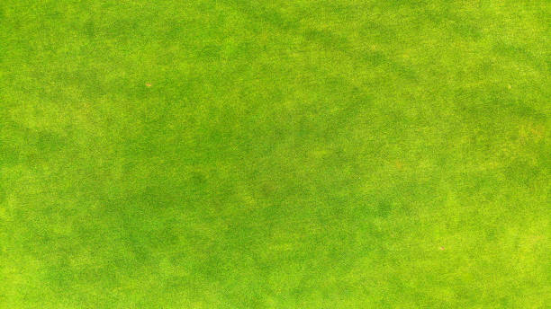istock Aerial. Green grass texture background. Top view. 1142791947