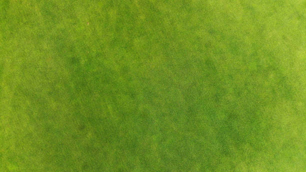 istock Green grass texture background, aerial, top view 1142791950