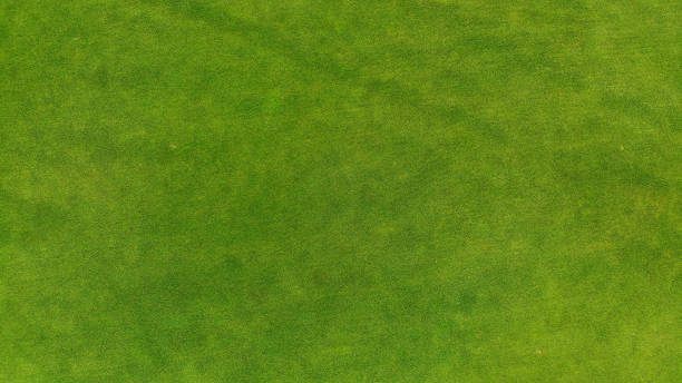istock Green grass texture background, aerial, top view 1142791960