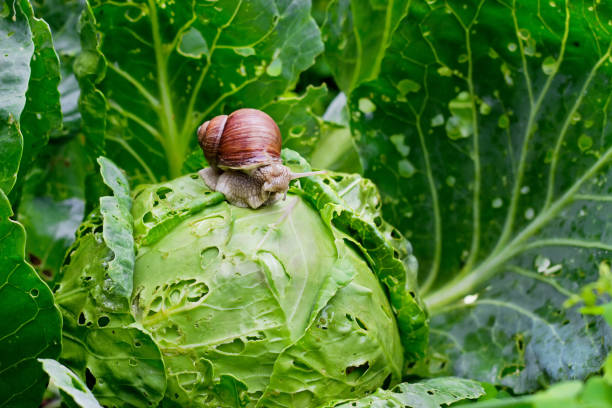 gartenschnecke (helix aspersa) sitzt auf kohl im garten. - weinbergschnecke stock-fotos und bilder