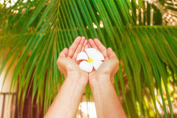 istock Frangipani flower in a woman's hand 1142793220