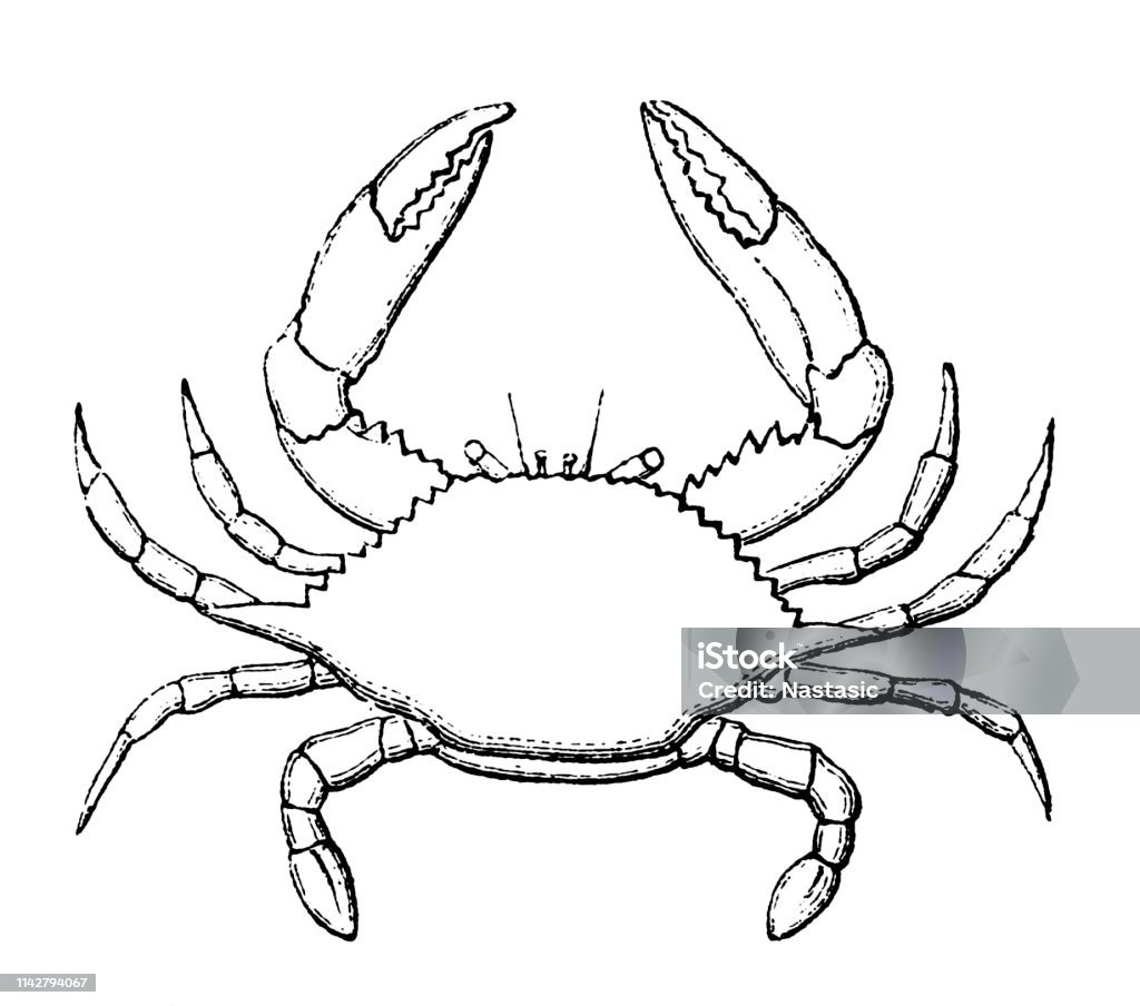 Swimming crab that breathes only in water Illustration of a  swimming crab that breathes only in water Clip Art stock illustration