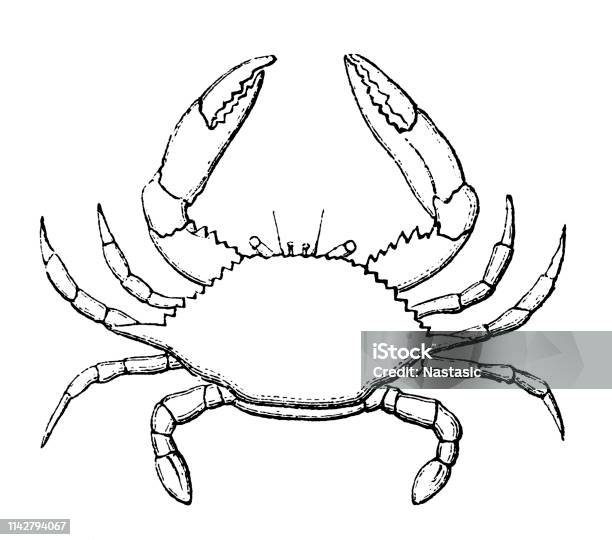 Swimming Crab That Breathes Only In Water Stock Illustration - Download Image Now - Clip Art, Crab, Tattoo