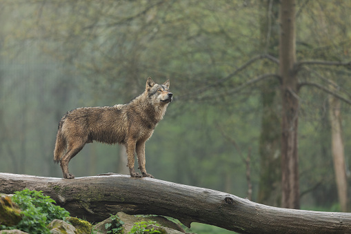 Grey Wolf portrait.  Wild wolf.