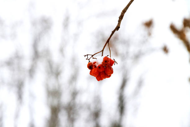 rote rosenbeere im schnee, dicht - berry fruit fruit ash autumn stock-fotos und bilder