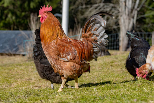 istock hens looking for food i garden gras 1142794382
