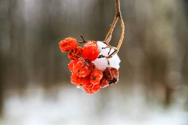 rote rosenbeere im schnee, dicht - berry fruit fruit ash autumn stock-fotos und bilder