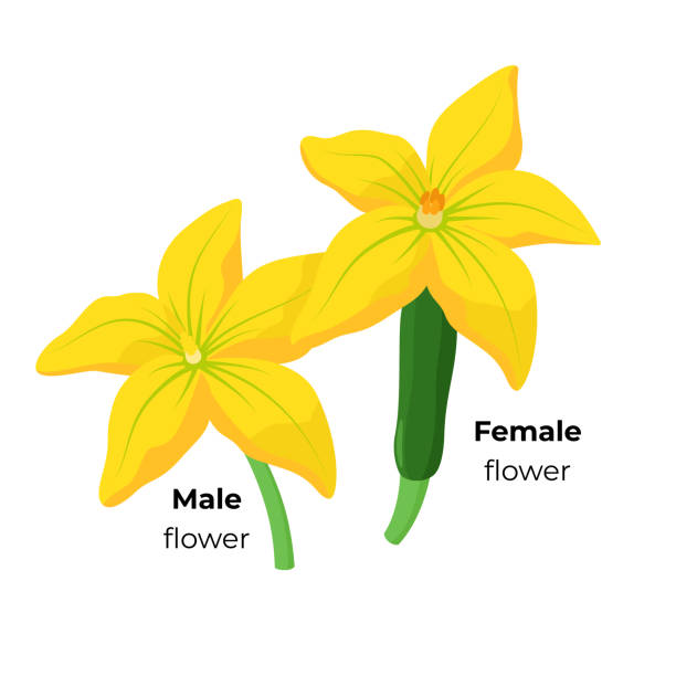 Zucchini Male and Female blossom isolated on white background. Yellow Squash flowers botanical illustration in flat design. Infographic elements Zucchini Male and Female blossom isolated on white background. Yellow Squash flowers botanical illustration in flat design. Infographic elements. pistil stock illustrations