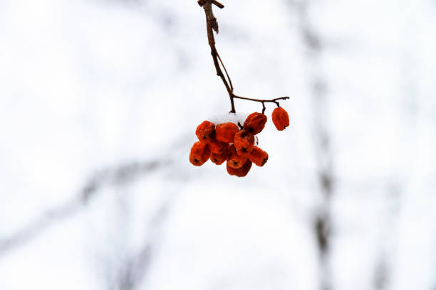 rote rosenbeere im schnee, dicht - berry fruit fruit ash autumn stock-fotos und bilder