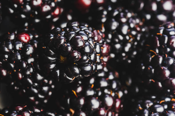 istock Background from fresh Blackberries, close up. 1142794944