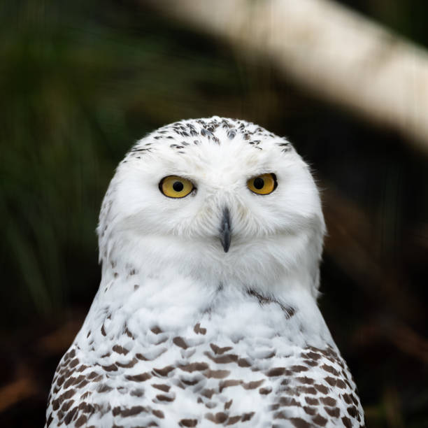 istock Snowy owl in the forest 1142796573
