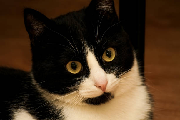 istock Emotional black with white coloring, surprised, thoughtful cat. 1142796755