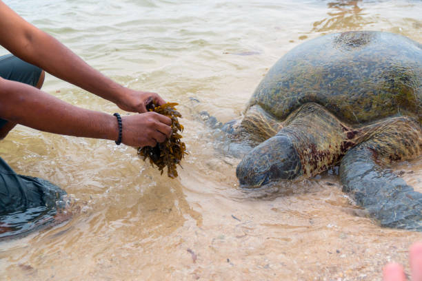 istock The giant sea turtle surfaced in shallow water and a man feeds her with algae. 1142796786