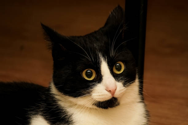 istock Emotional black with white coloring, surprised, thoughtful cat. 1142796876