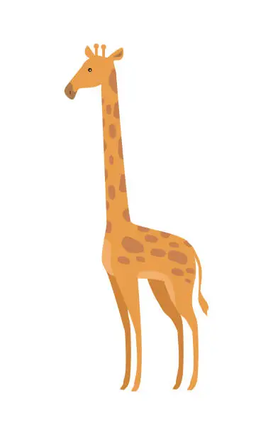 Vector illustration of Giraffe Giraffa Camelopardalis Cartoon Animal