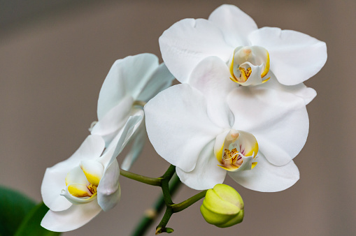 Close-up of white phalaenopsis orchid flower branch. Flower known as the Moth Orchid or Phal on the light grey brown bokeh background. Selective focus