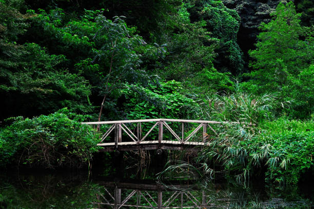 istock Small wooden bridge over the quiet forest pond 1142799534