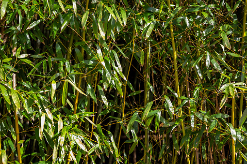 water fountain from cutting bamboo captured in vertical frame