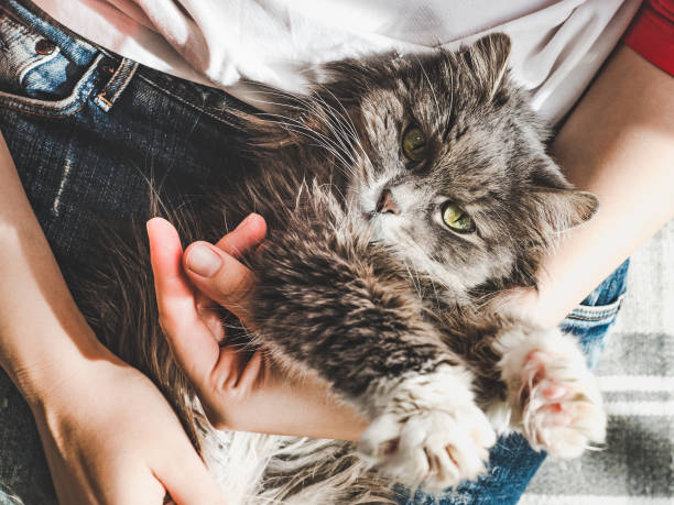 istock Cute, sweet kitten, lying on female hands 1142805224