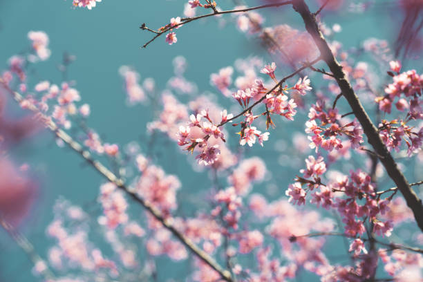 istock Pink flowers on the blue sky background 1142805231