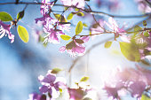 Pink flowers on the blue sky background