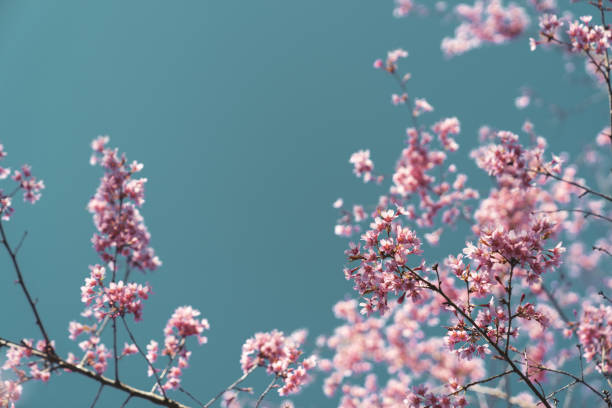 istock Pink flowers on the blue sky background 1142805240