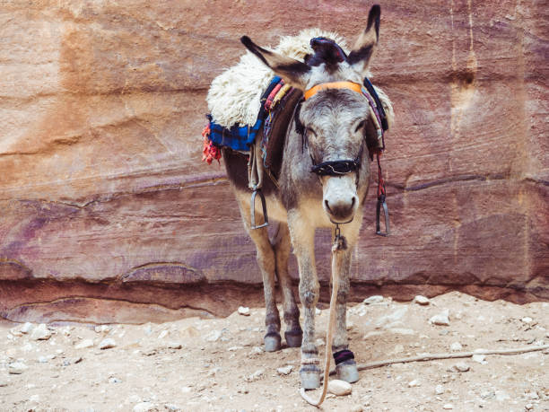 istock Small donkey on the background of the rock 1142805680