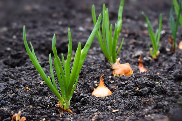 Young onions growing in the garden Young onions growing in the garden onion grow stock pictures, royalty-free photos & images