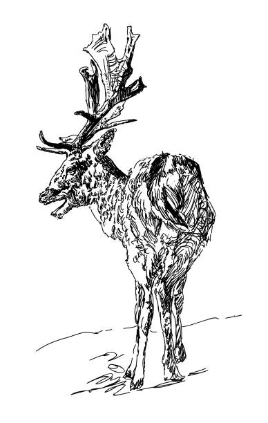 istock Forest deer with branchy horns in sketch style. One line design silhouette of deer. 1142808885