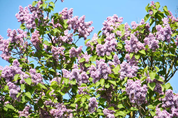 istock purple flowers in the garden 1142810040